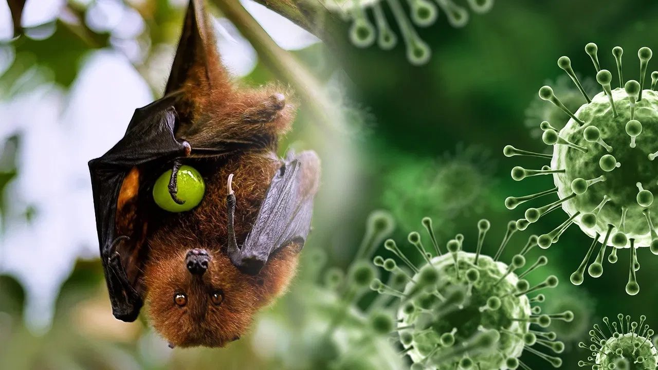 3 Steps to Protect yourself from Nipah Virus –  Why Nipah Virus only in Kerala?